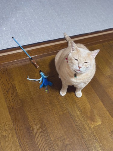 おもちゃを持ってきて隣に座り込む猫