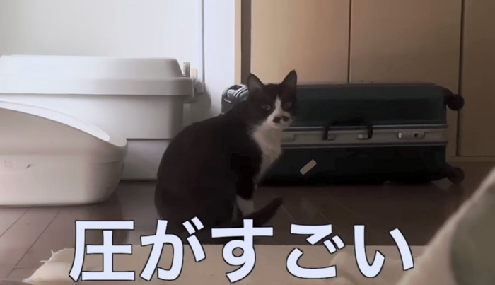 飼い主さんへの圧も強め