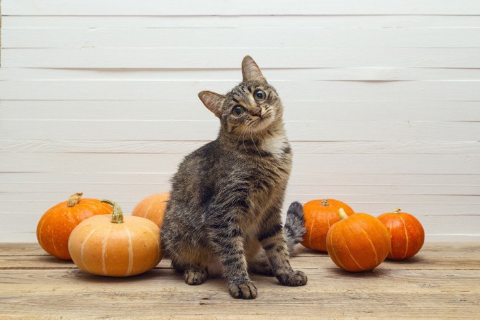 カボチャと猫