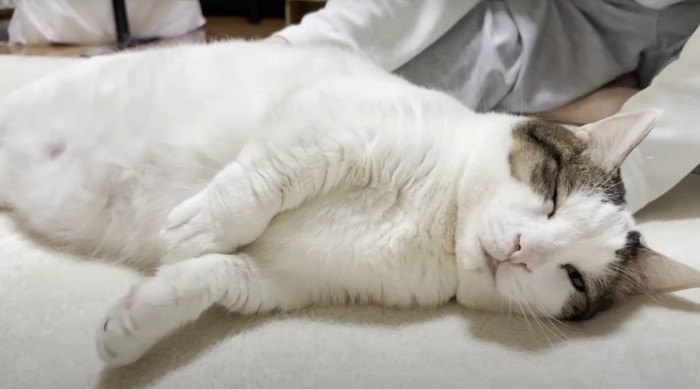 目を細める猫