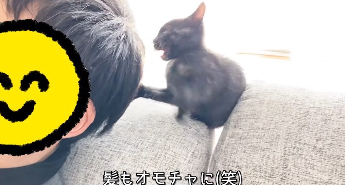 パンチする猫