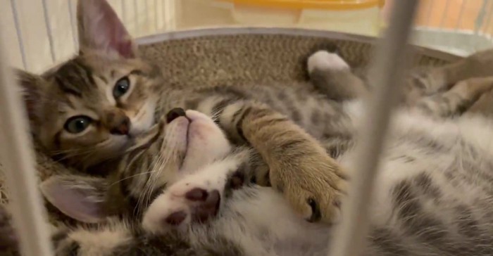 くっついて寝転ぶ2匹の子猫