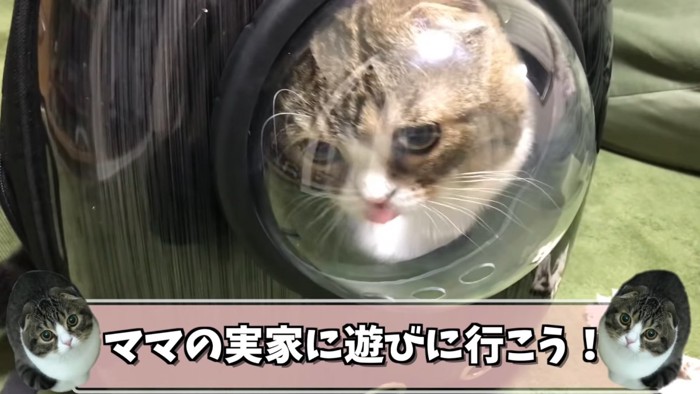 リュックの中の猫