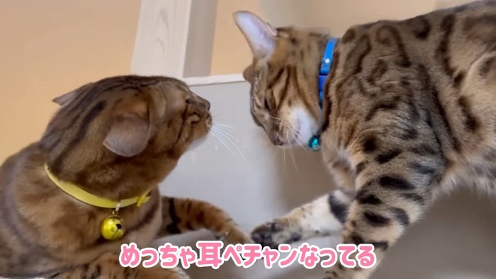 向かい合う2匹の猫