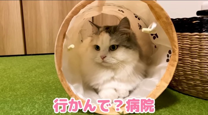 トンネルに入る猫