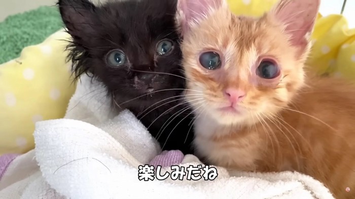 寄り添ってこちらを見る子猫2匹