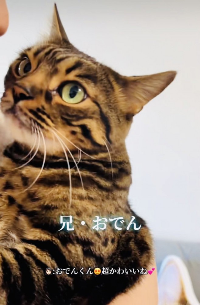 飼い主さんに抱っこされる兄ベンガル