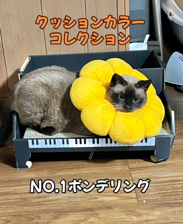 カラーをつけているおこげちゃん