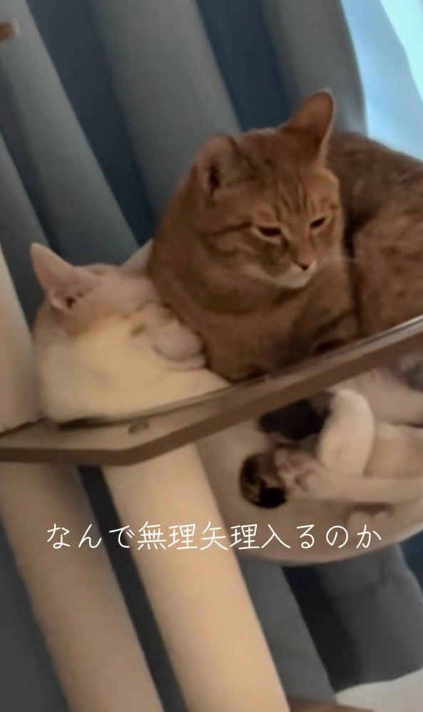 ボウルに入っている2匹の猫