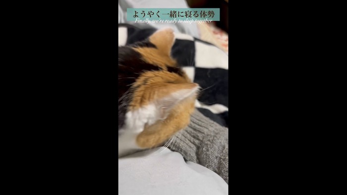 飼い主さんと一緒寝る写真