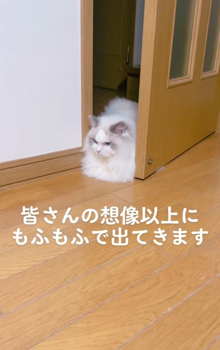 ドアから顔を出しているラグドール