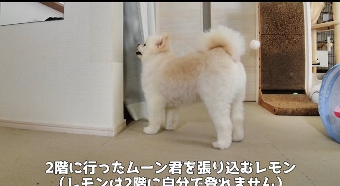 待ち伏せする犬