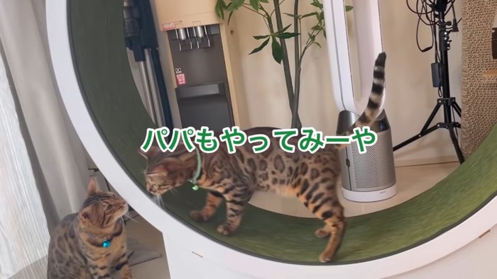 回し車に乗る猫と顔を近づける猫