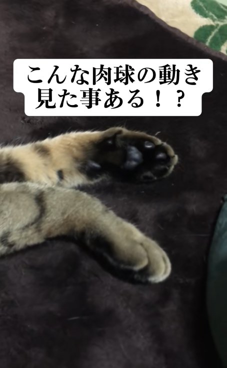 猫の肉球