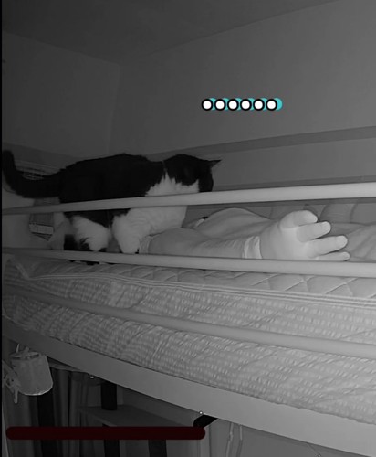 飼い主を見つめる猫