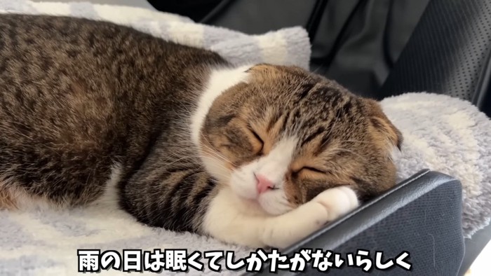 寝ている猫