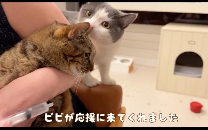 寄り添う猫