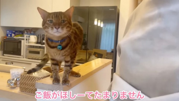 青い首輪の猫