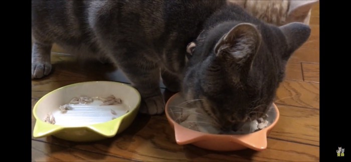 隣の猫の分のごはんを食べる猫