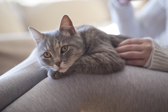 飼い主の膝の上でくつろぐ猫