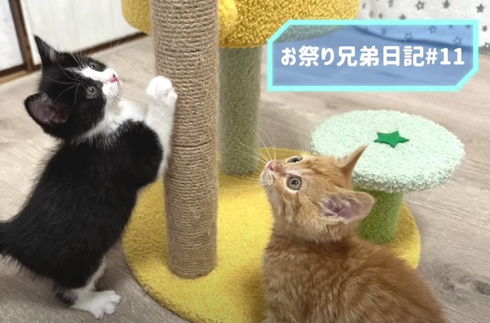 キャットタワーの上方を眺める猫2匹