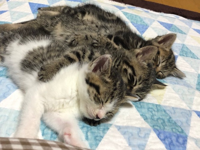 縦並びにくっついて猫団子になっている子猫たち