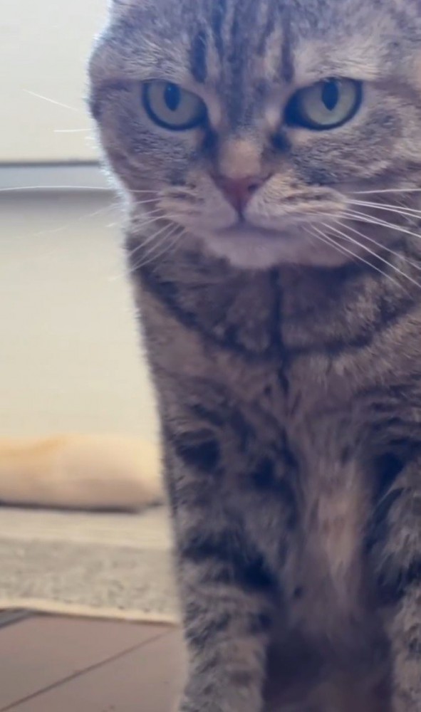 左向きの視線で真顔の猫