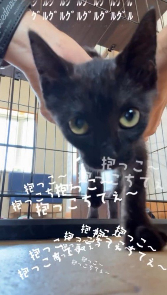 喉を鳴らしながら投稿者の方へ歩いてくる黒猫の子猫
