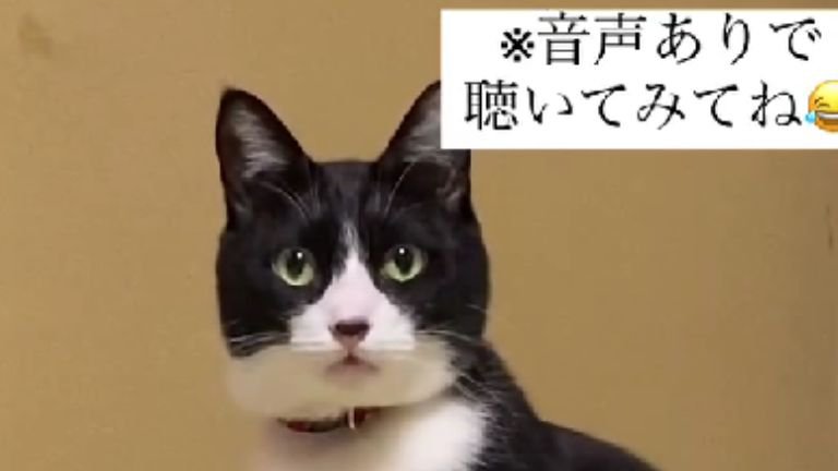 見つめている猫