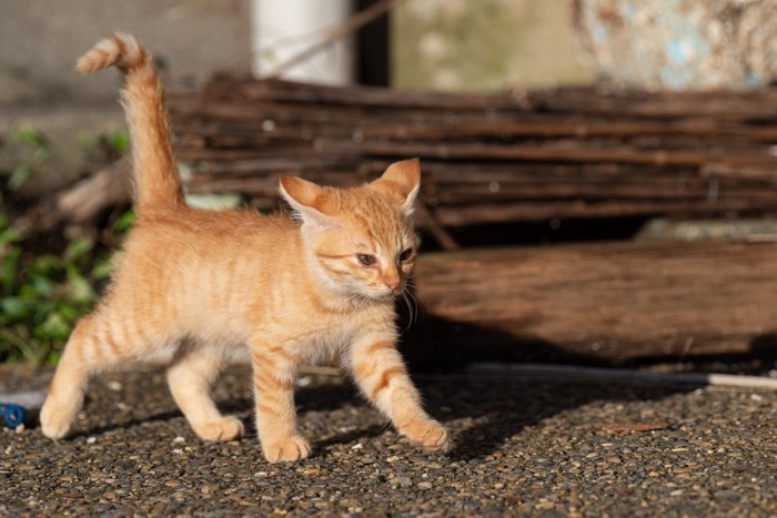 勇ましく歩く子猫