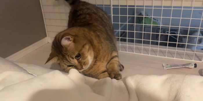 布団に前足を伸ばす猫