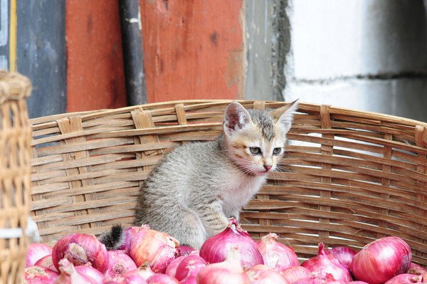 かごに入った子猫と赤い玉ねぎ