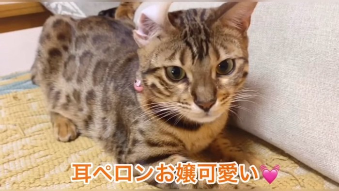 耳がめくれている猫