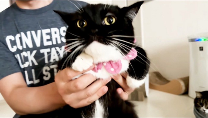 飼い主に抱き上げられる猫