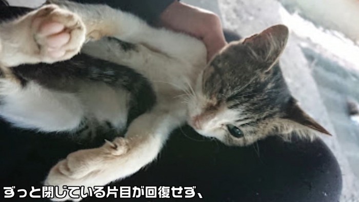 片方の目が閉じている猫