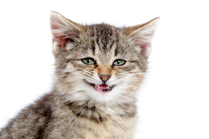 うっとり笑顔の子猫