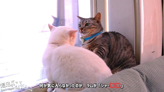 縞模様の猫を見る白猫の後ろ姿