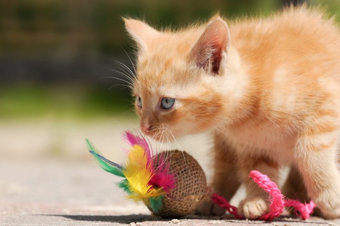 おもちゃで遊ぶ猫