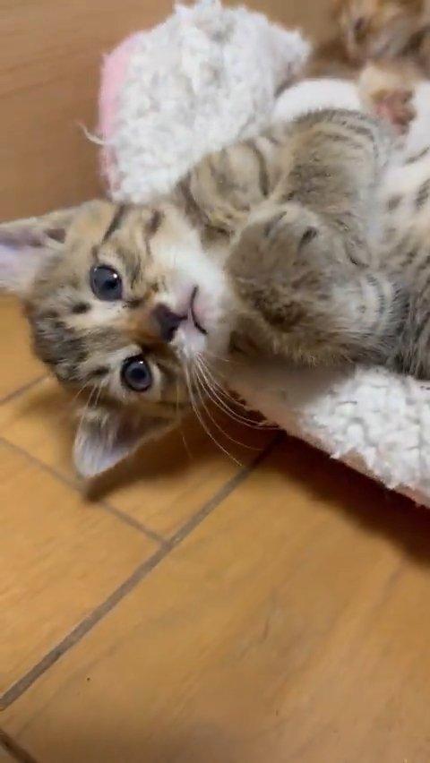 猫ベッドから頭が落ちている子猫