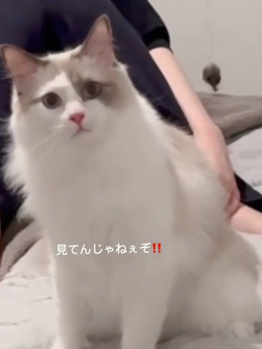 お座りして怒った顔の猫