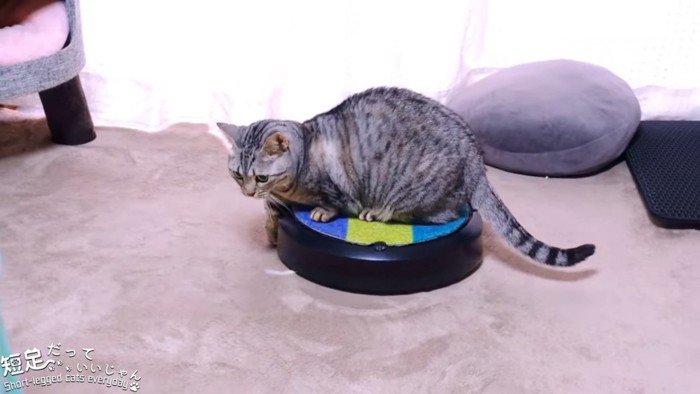 ロボット掃除機に乗る猫