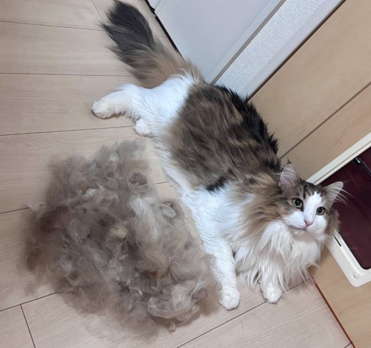 換毛期の猫