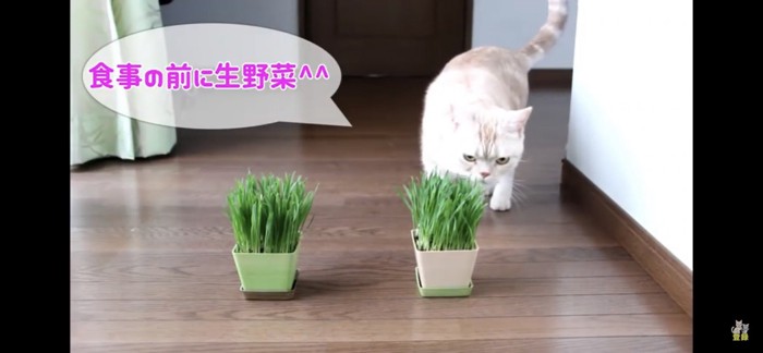 猫草まっしぐら