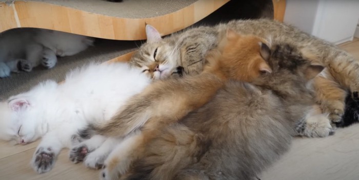幸せそうな猫