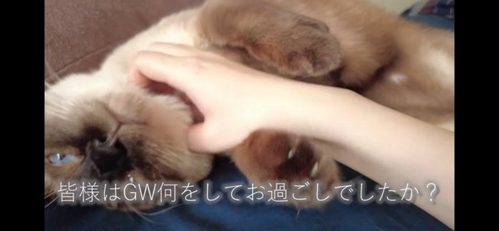 ベッドで横になる猫