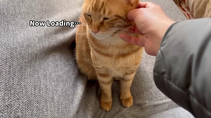 麦くんをなでなで