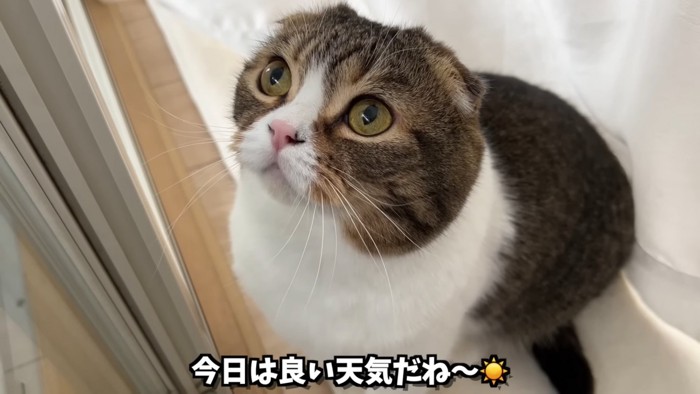 窓際で上を見る猫