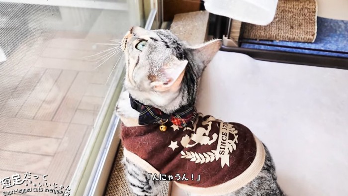 上を向く猫