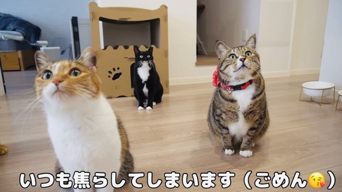 ご飯待ちをする3匹の猫