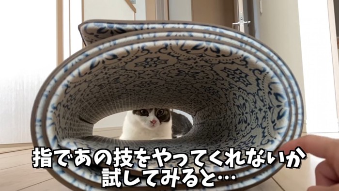 穴の向こうにいる猫